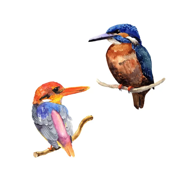 Prachtige aquarel heldere vogels — Stockfoto