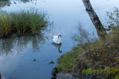 Sabahın köründe nehirde beyaz kuğu