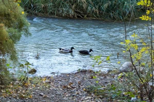 Enten Spazieren Morgens Durch Den Fluss — Stockfoto