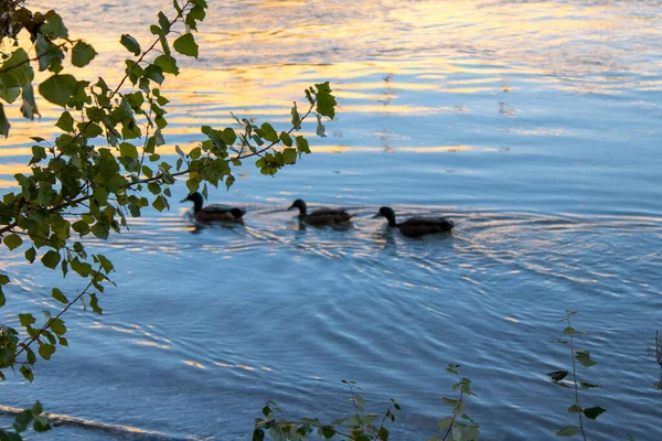 Canards Marchant Matin Travers Rivière — Photo