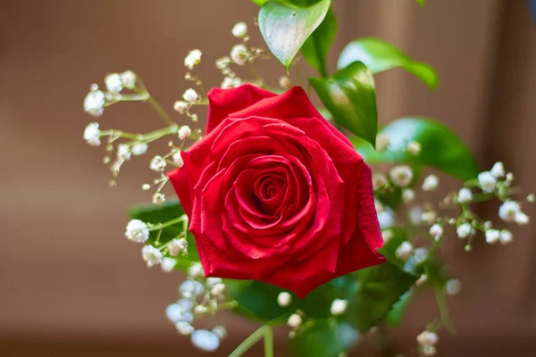 Rosa Rojo Decorado Con Hojas Verdes — Foto de Stock