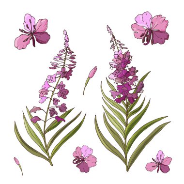 Fireweed çiçekleri beyaz arkaplanda izole edilmiş.