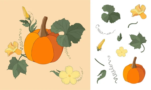 Ensemble de citrouille aux fruits mûrs, fleurs et feuilles vertes. — Image vectorielle