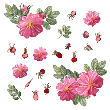 Çiçek, böğürtlen ve yaban gülü yapraklarının vektör çizimi. Beyaz arkaplanda izole edilmiş pembe çiçekler.