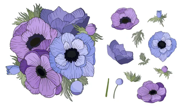 Zestaw wektorowych ilustracji kwiatów anemonu izolowanych na białym tle. — Wektor stockowy