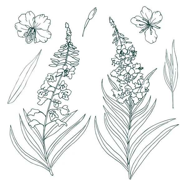 La imagen de contorno de la planta medicinal Fireweed. Ilustración vectorial de flores de Chamaenerion angustifolium aisladas sobre fondo blanco. — Archivo Imágenes Vectoriales