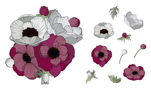 Jasny wektor ilustracja białych i bordowy anemon kwiaty izolowane na białym tle. — Wektor stockowy