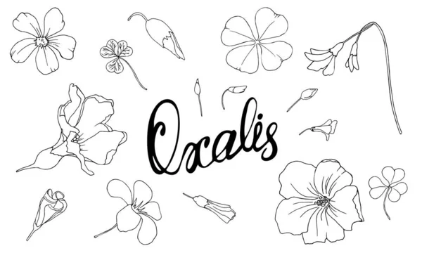 Ensemble d'illustrations vectorielles de fleur Oxalis avec signature à la main isolée sur fond blanc. Collection d'images de contour de la plante de prairie — Image vectorielle