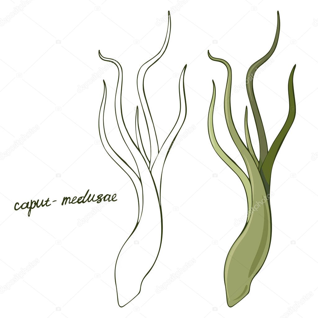Vector image of Tillandsia harrisii isolated on white background contour and color. Signature and hand drawing