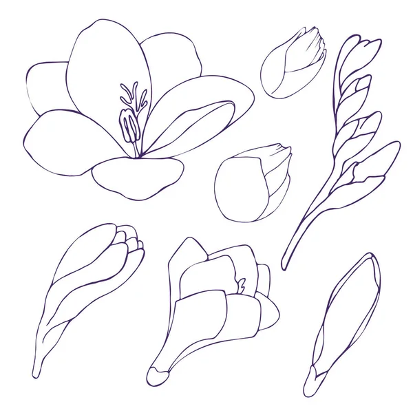 Ilustração Vetorial Flores Folhas Freesia Isoladas Sobre Fundo Branco Conjunto — Vetor de Stock