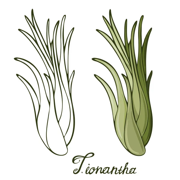 Imagen Vectorial Tillandsia Ionantha Aislada Sobre Fondo Blanco Firma Dibujo — Vector de stock