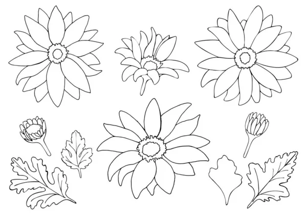 Illustration Vectorielle Fleurs Feuilles Chrysanthème Isolées Sur Fond Blanc Ensemble — Image vectorielle