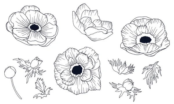 Ensemble d'illustrations vectorielles de contours de fleurs d'anémones isolées sur fond blanc. — Image vectorielle