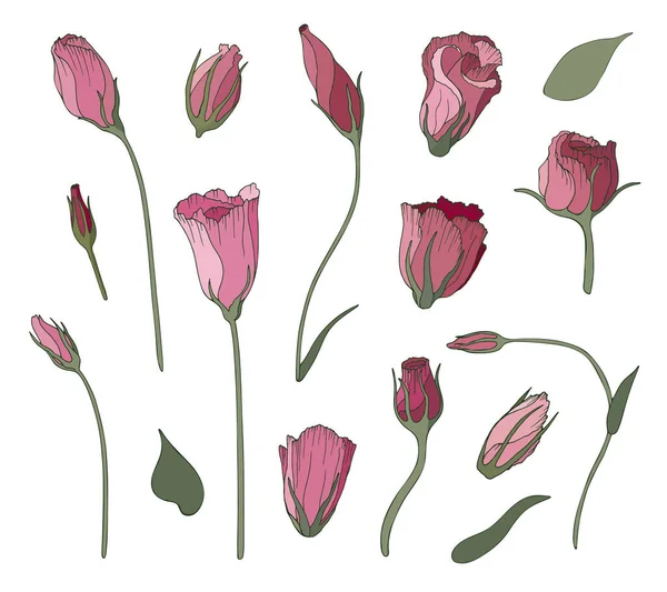 Ensemble Illustrations Vectorielles Fleurs Feuilles Lisianthus Collection Dessins Floraux Main — Image vectorielle