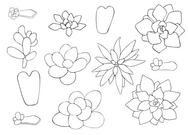 Lezzetlilerin vektör çizimi. Beyaz arka planda izole edilmiş egzotik bitkiler, elle çizilmiş.