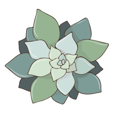 Vektör el çizimi Echeveria elegans 'ın karalama çizimi. Beyaz arkaplanda sulu izole edilmiş renkli parlak resim