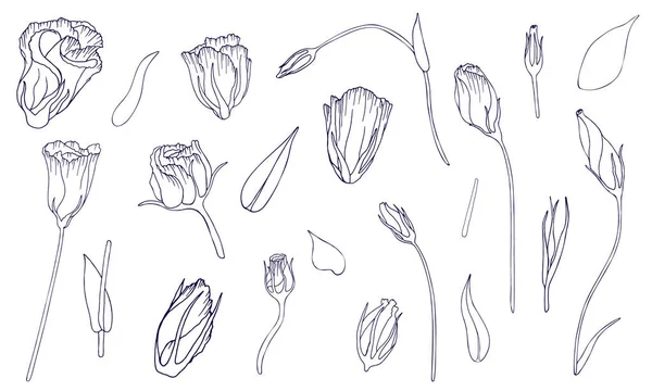 Kontur Realistisk Skildring Lisianthus Blommor Vektor Floristisk Illustration Isolerad Vit — Stock vektor