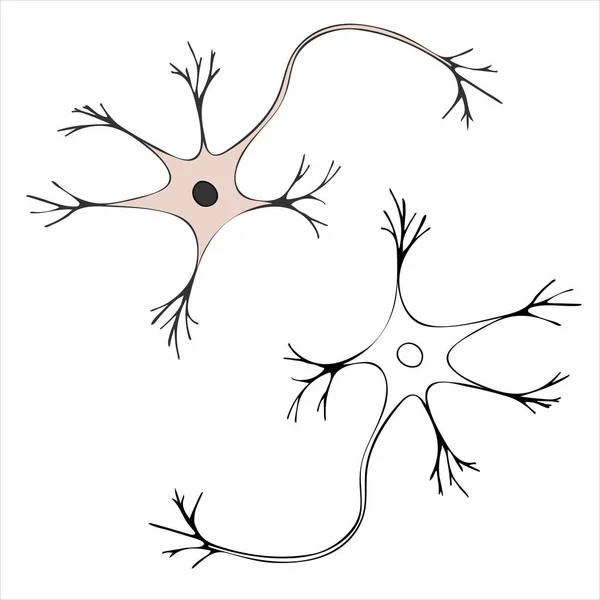 核を持つ神経細胞の回路図 ニューロンだ 白を基調としたベクトルイラスト — ストックベクタ