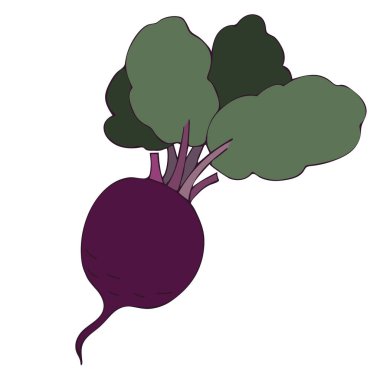 Pancar kökü, yeşil yapraklı mor pancar. El çizimi. Sebzelerin vektör çizimi. Yaz mevsimi