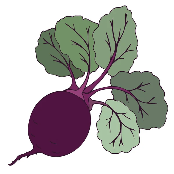 Beet Root Purple Beet Green Leaves Hand Drawing Vector Illustration — Stock Vector