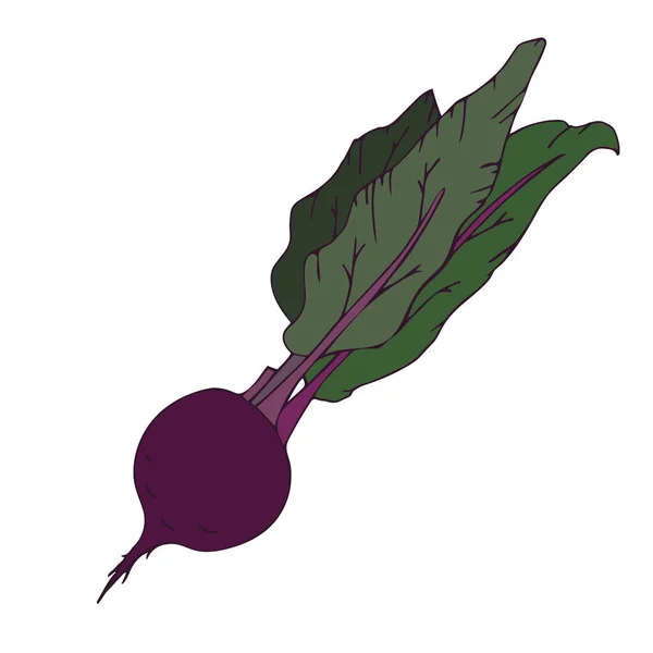 Свекольный Корень Фиолетовая Свекла Зелеными Листьями Ручной Рисунок Векторная Иллюстрация — стоковый вектор