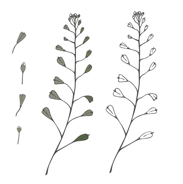 Meadow Field Plant Shepherds Purse Καλοκαιρινή Περίοδος Διανυσματική Απεικόνιση Απομονωμένο — Διανυσματικό Αρχείο