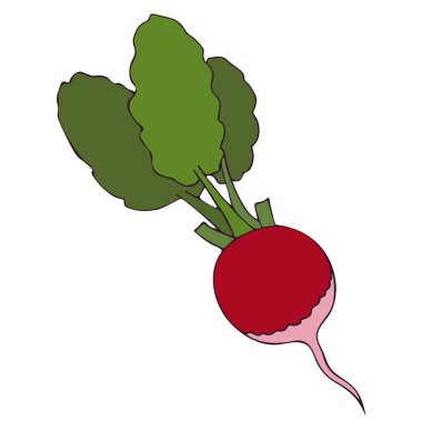 Kök sebze veya kırmızı turp, yeşil yapraklı taze sebze. Düz vektör çizimi. Yaz mevsimi