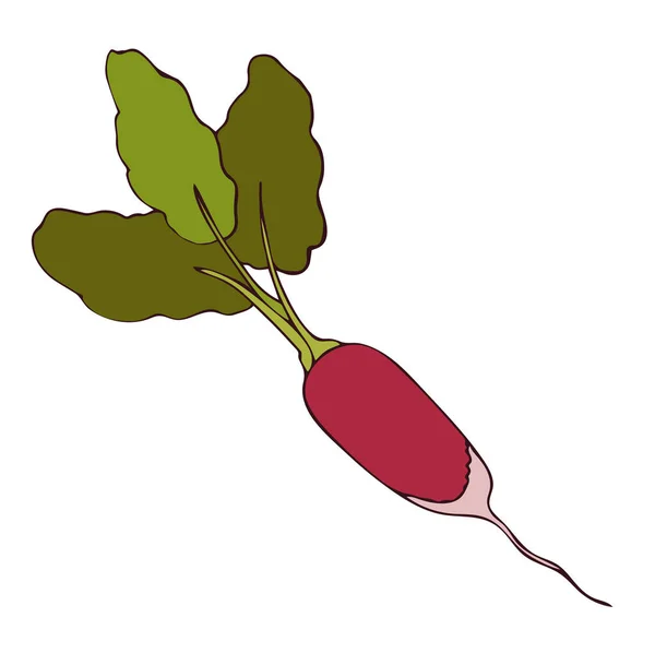 Корневой Овощ Розовая Редиска Свежий Овощ Зелеными Листьями Плоский Векторный — стоковый вектор