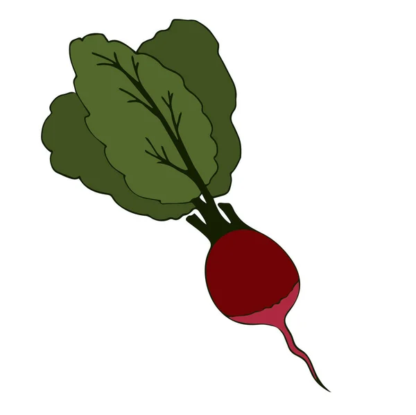 Корневой Овощ Красная Редиска Свежий Овощ Зелеными Листьями Плоский Векторный — стоковый вектор