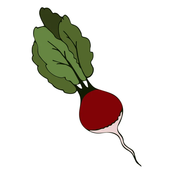 Корневой Овощ Красная Редиска Свежий Овощ Зелеными Листьями Плоский Векторный — стоковый вектор