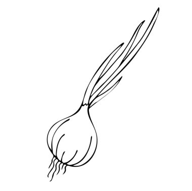 Yapraklı taze soğanın kontur vektör çizimi. Sebze resmi, yaz mevsimi. Beyaz arkaplan üzerinde izole edilmiş.