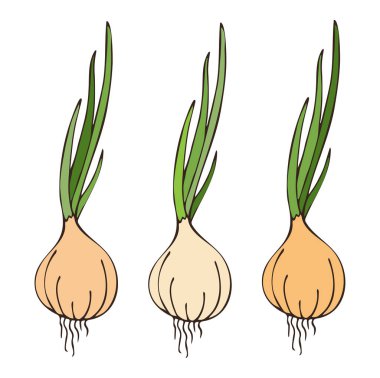 Yapraklı taze soğanın düz vektör çizimi. Yemek imgesi, yaz mevsimi. Ellerle çizilmiş. Beyaz arkaplanda izole.