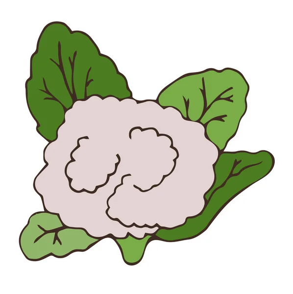 Immagine Doodle Piatta Cavolfiore Con Foglie Verdi Illustrazione Vettoriale Vegetale — Vettoriale Stock