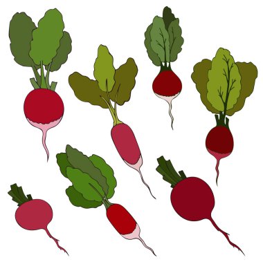 Kök sebze koleksiyonu ya da turp, yeşil yapraklı taze sebze. Düz vektör çizimi. Yaz mevsimi