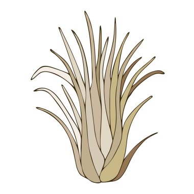 Tillancia hava üssü. Renkli vektör çizimi. El çizimi. Egzotik çiçek resmi