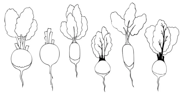 Kollektion Konturbild Wurzelgemüse Oder Rettich Gemüse Mit Blättern Linienkunst Von — Stockvektor