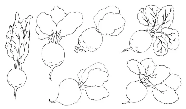 Набор Контурного Изображения Корень Свекла Овощ Листьями Искусство Вручную Векторная — стоковый вектор