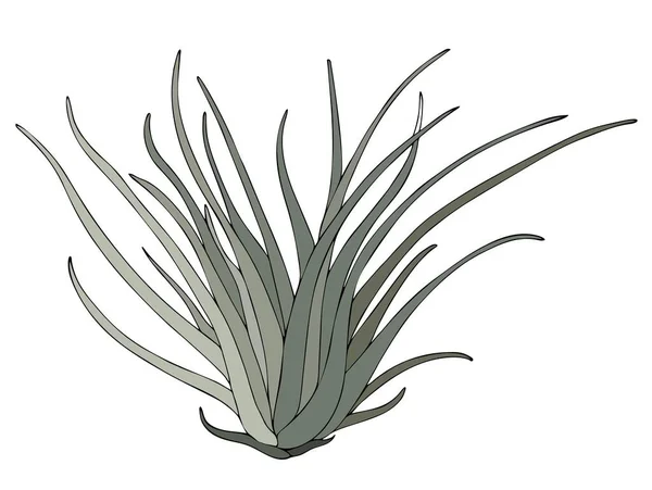 Flygfoto Exotiska Växt Tillandsia Juncea Vektor Illustration Ritad För Hand — Stock vektor