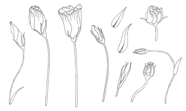 Imagem Coleção Flores Folhas Lisianthus Linha Vetorial Ilustração Desenhada Elemento — Vetor de Stock