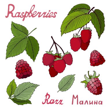 Taze ahududu, bir sürü böğürtlen ve yaprak. Sağlıklı gıda ürünü. Renkli Vektör el çizimi düz izole bir illüstrasyon. Tasarımınız için el yazması harfler.