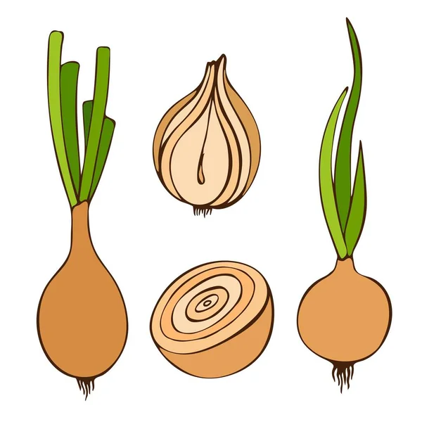 Vector Plano Ilustración Cebolla Con Hojas Imagen Verduras Frescas Temporada — Vector de stock