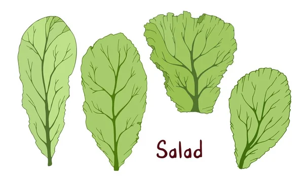 Élénk Zöld Saláta Levelek Rajzfilm Stílusban Nyári Szezon Vektor Illusztráció — Stock Vector