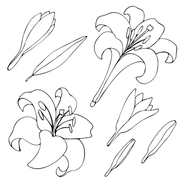Coleção Imagem Flores Botões Lírios Linha Vetorial Ilustração Desenhada Elemento — Vetor de Stock