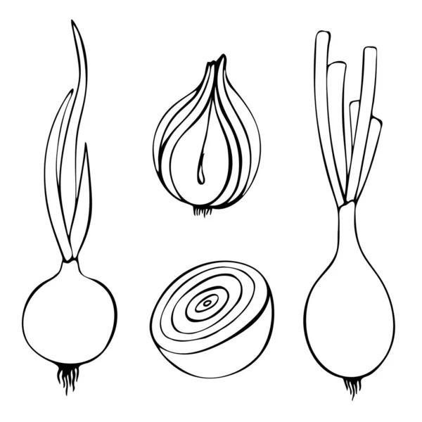 Illustration Vectorielle Contour Oignon Avec Feuilles Image Linéaire Des Légumes — Image vectorielle