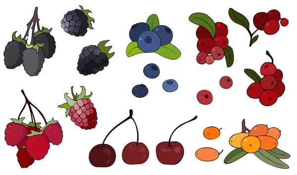 Farbbilder Von Himbeeren Brombeeren Sanddorn Preiselbeeren Blaubeeren Eine Große Sammlung lizenzfreie Stockillustrationen