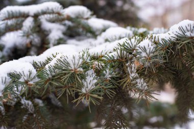 Rusya 'da gün batımı. Spruce, şafakta dallarda kar var..
