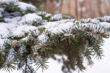 Karla kaplı yeşil bir bahçe bahçesinde kış masalı. Ağacın köknar dalları karla kaplıdır. Rahatlatıcı bir mutluluk ve aşk tatili havası..