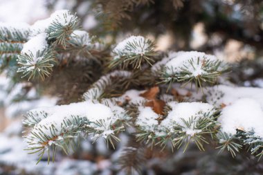 Sokakta kar altında bir Noel ağacının dalı..