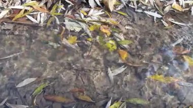        İçinde sonbahar yaprakları yüzen küçük bir dere.