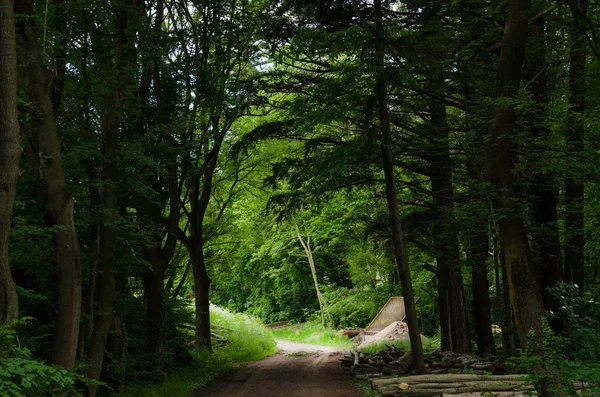 Route forestière et arbres — Photo